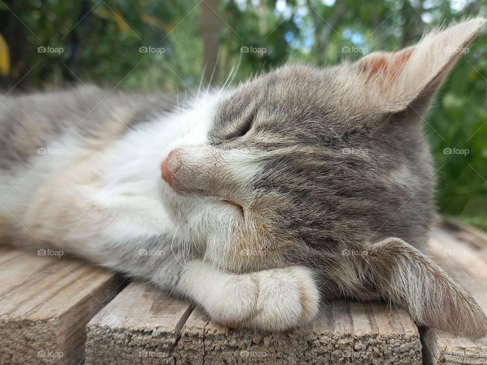 cat sleeps on its paw.
