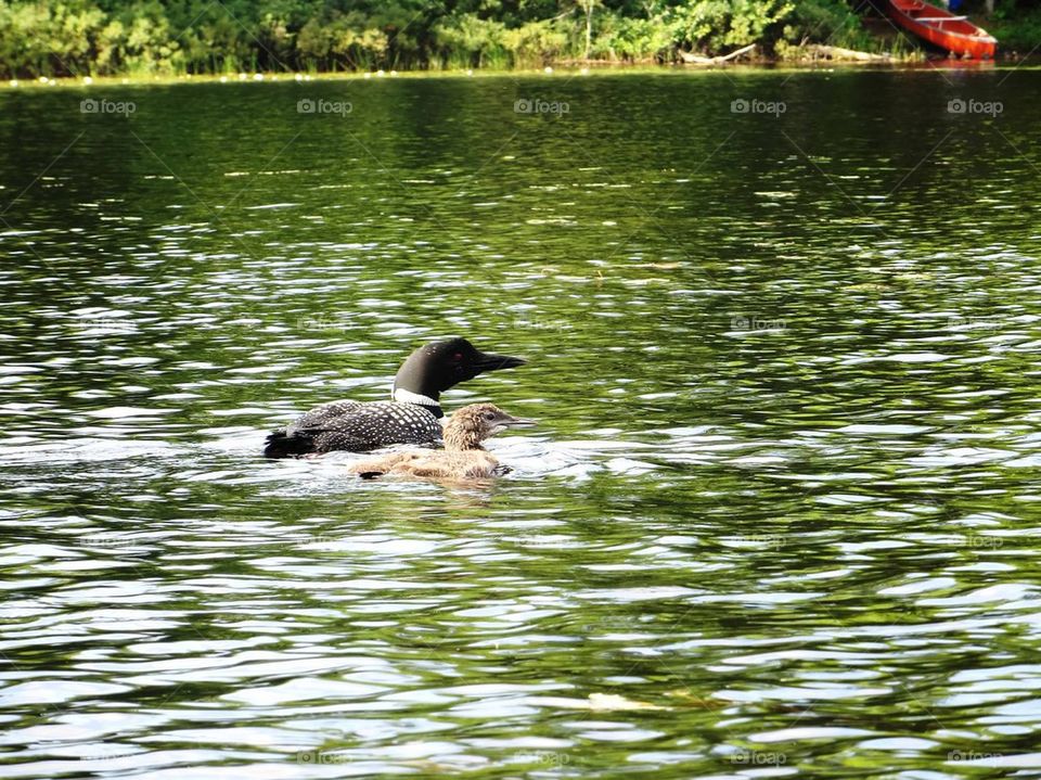 Loon and baby
