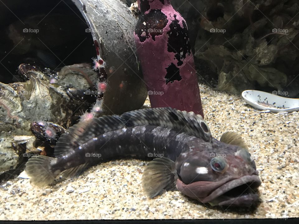 Strange fish