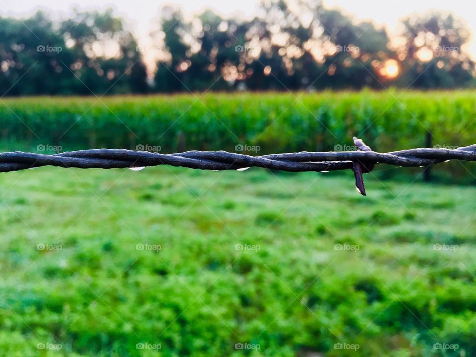Closeup of dewy barbed wire, blurred pasture, cornfield, trees and sun in the background