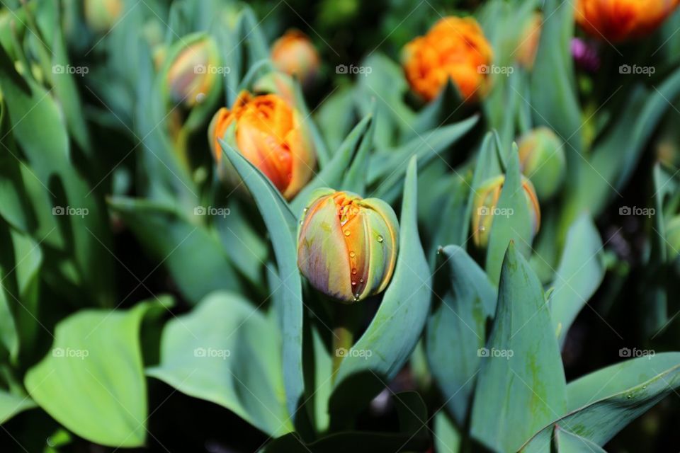 Water drop on flower bud