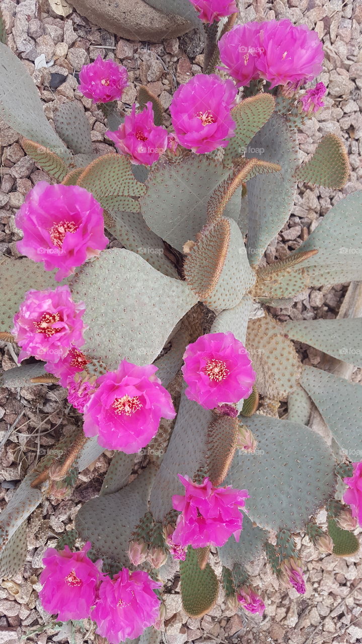 cactus in bloom