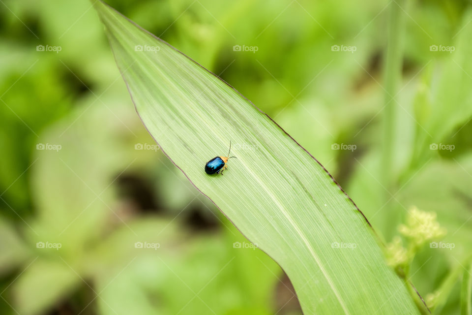 A tiny bug on a grass blade