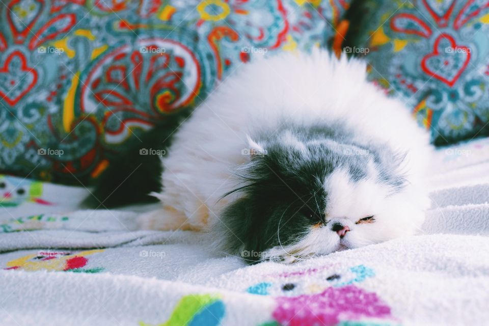 Cat, Cute, No Person, Color, Toy
