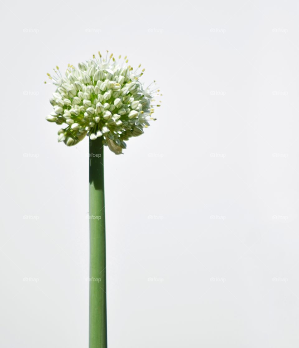 a single white flower on a thick green stem against a white background