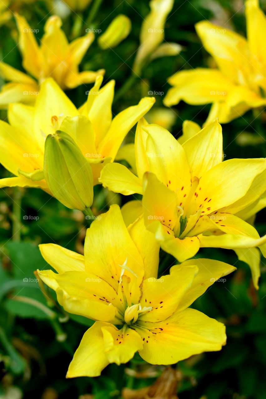 Yellow lily