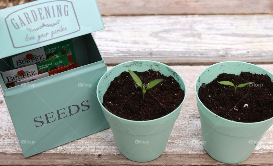 Newly transplanted seedlings alongside an open seed box filled with packets of seeds.