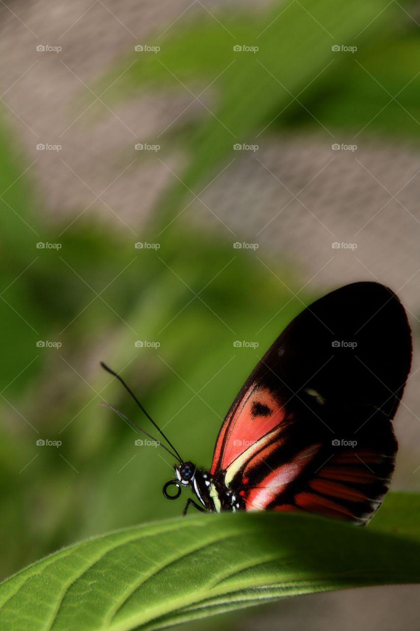 A macro close-up of a brightly coloured tropical butterfly