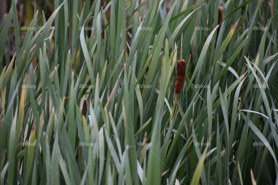 Cattail 