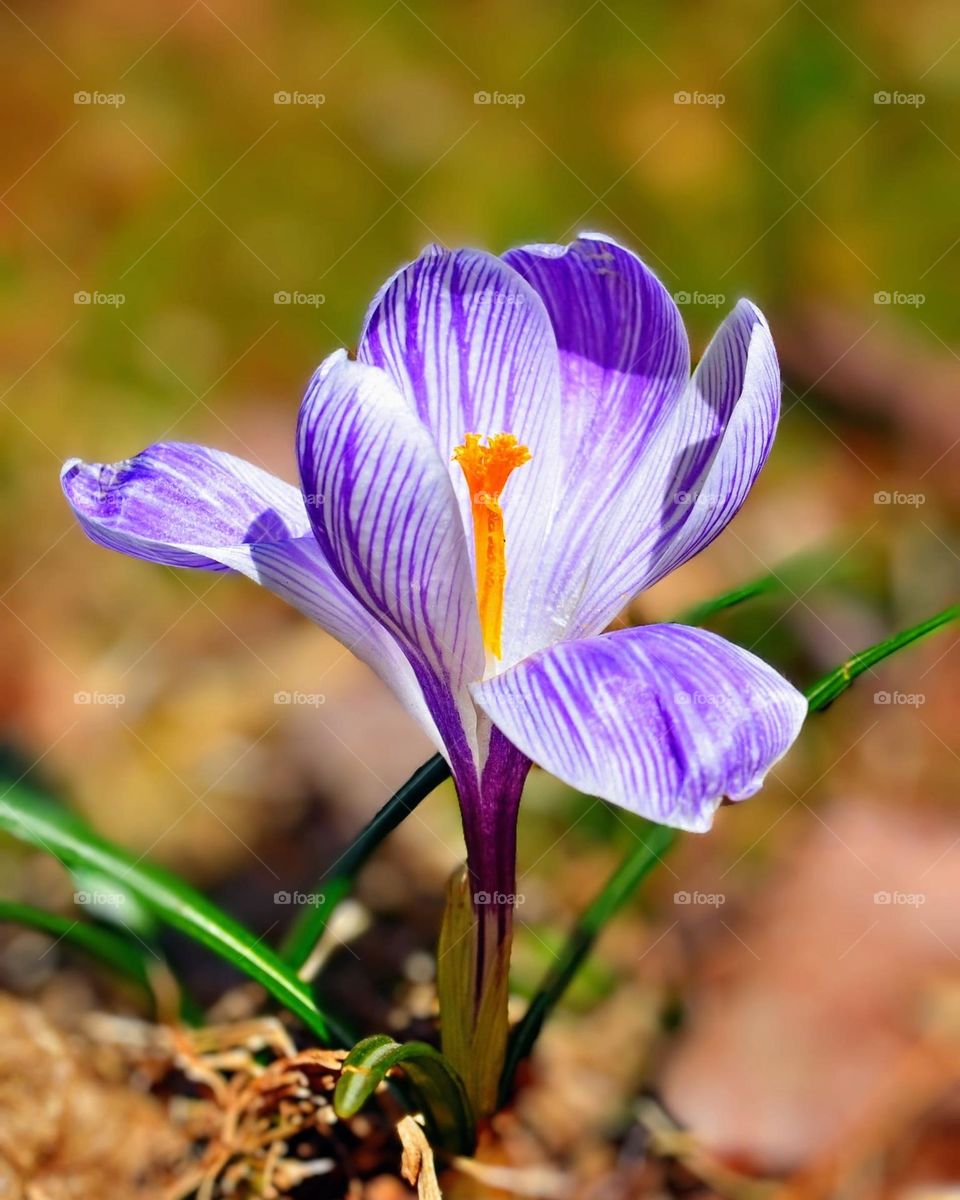 Crocus flower