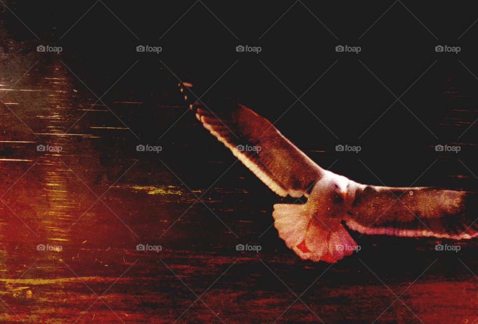 Close-up of a flying seagull