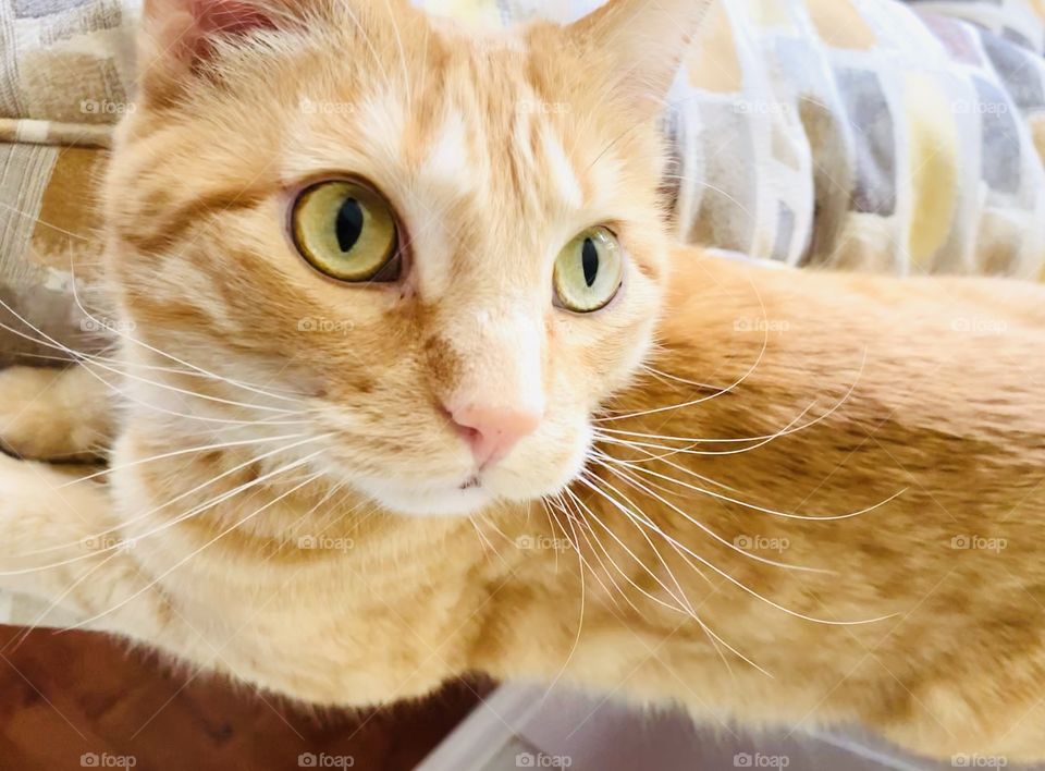 Darling close up photo of orange tabby cat with beautiful yellowish greenish eyes looking off to side. 