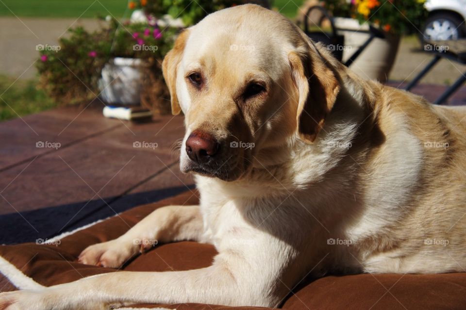 Dog resting on porch