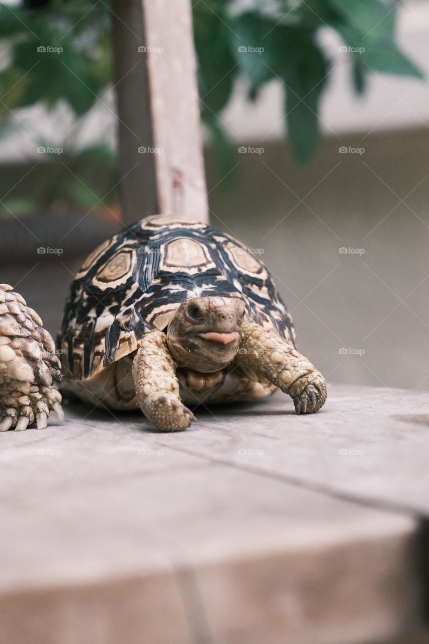 Tortoise