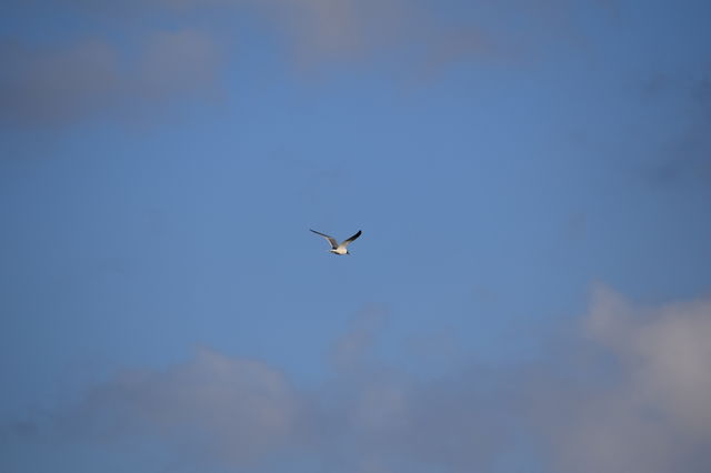 Flight of the Morning