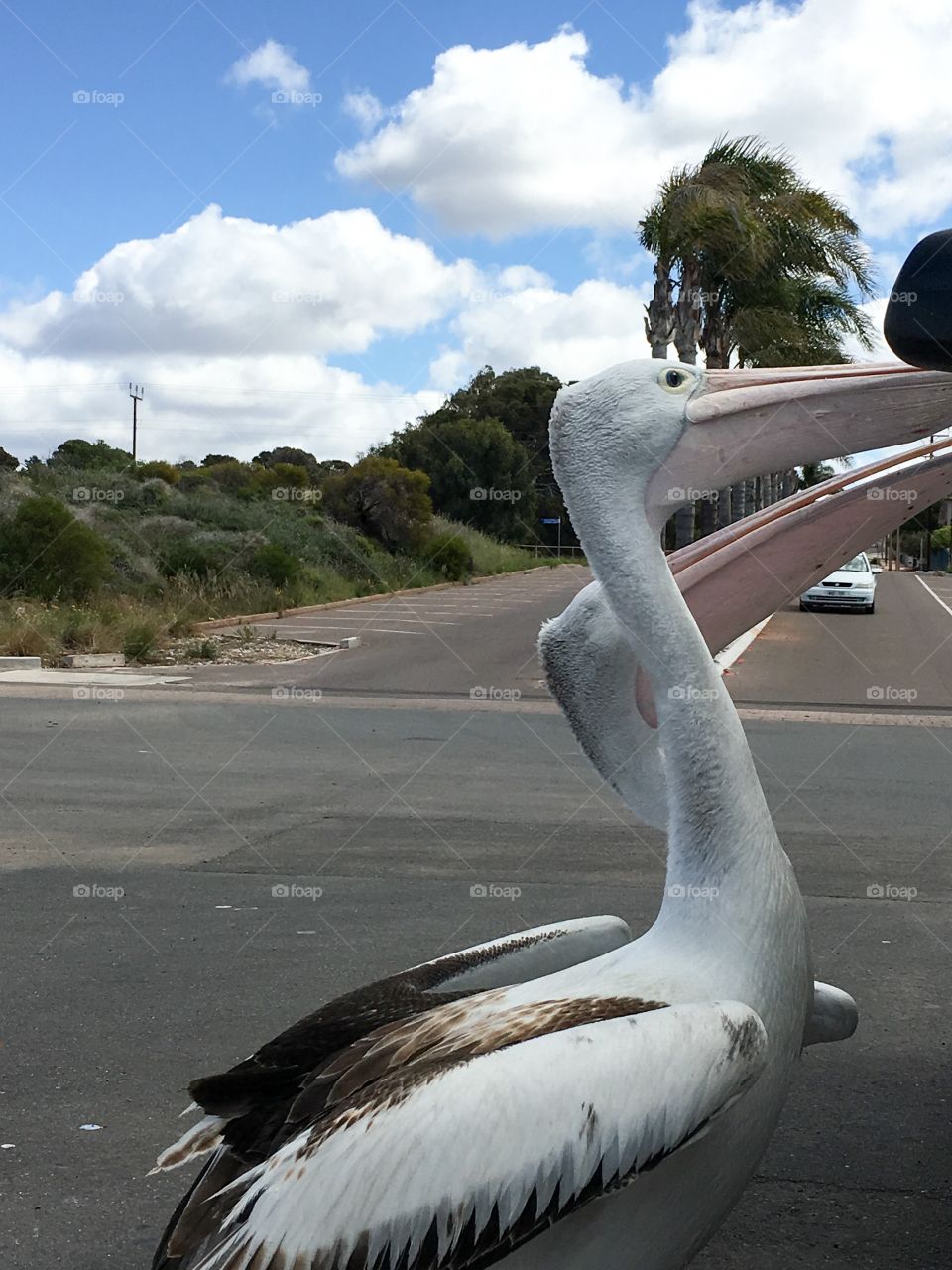 Two large Pelicans begging for food handouts from people parked at beach 