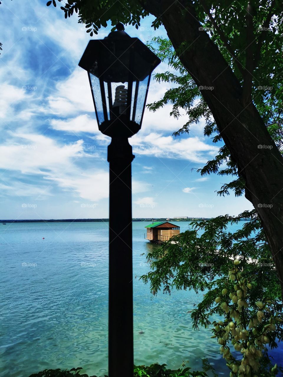 Summer color fresh day outdoor nature greens wild forest greens sky clouds moody nature greens wild street day sun
