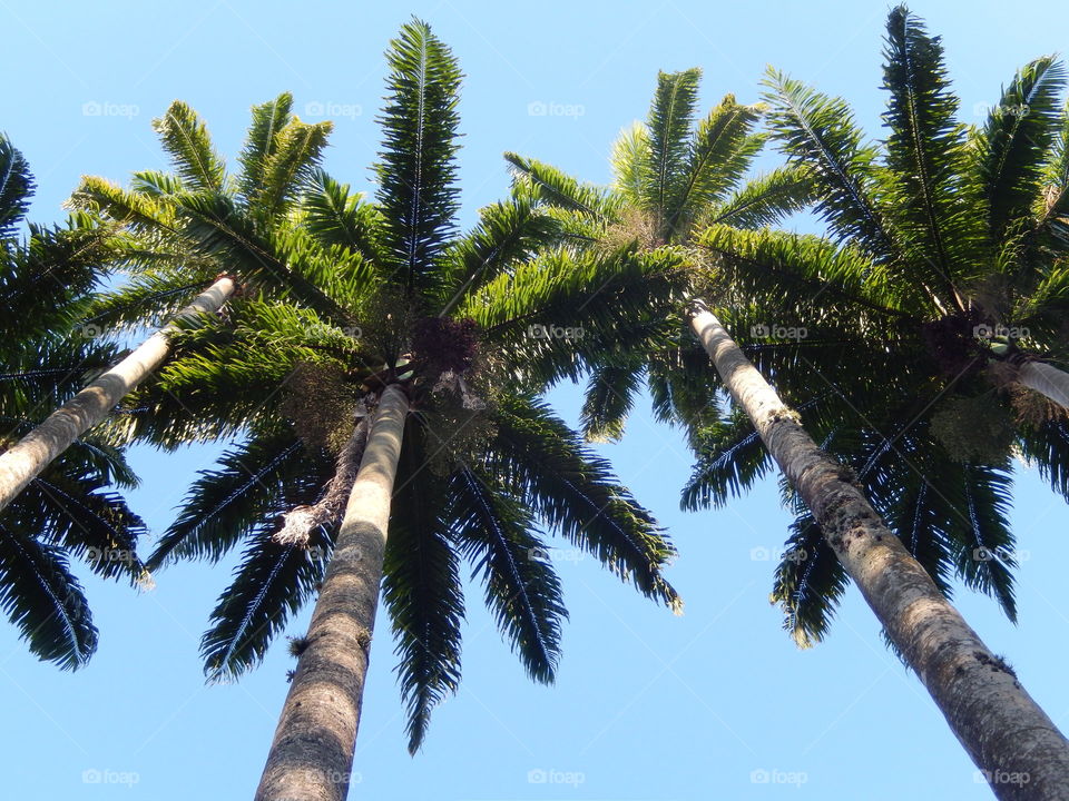 Palm trees 