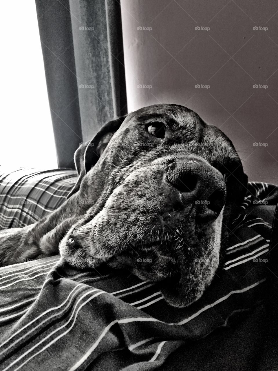 Lazy giant dog thinks he's an old man