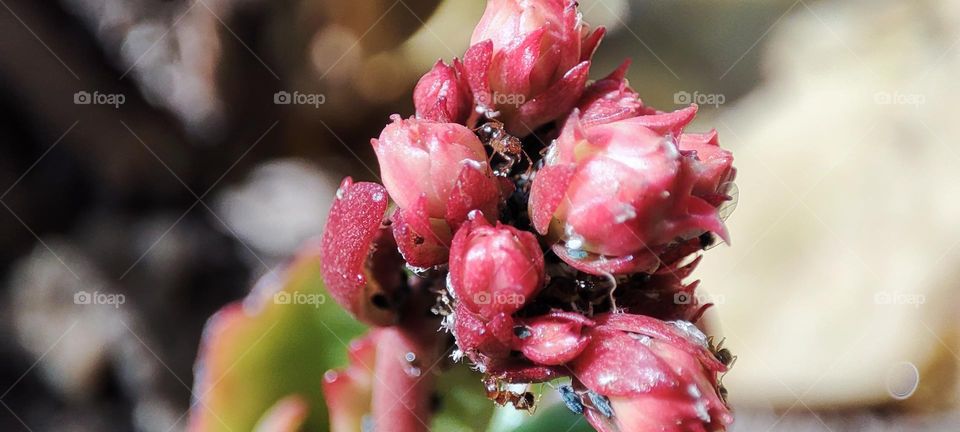 Widow's thrill- with ants and bugs