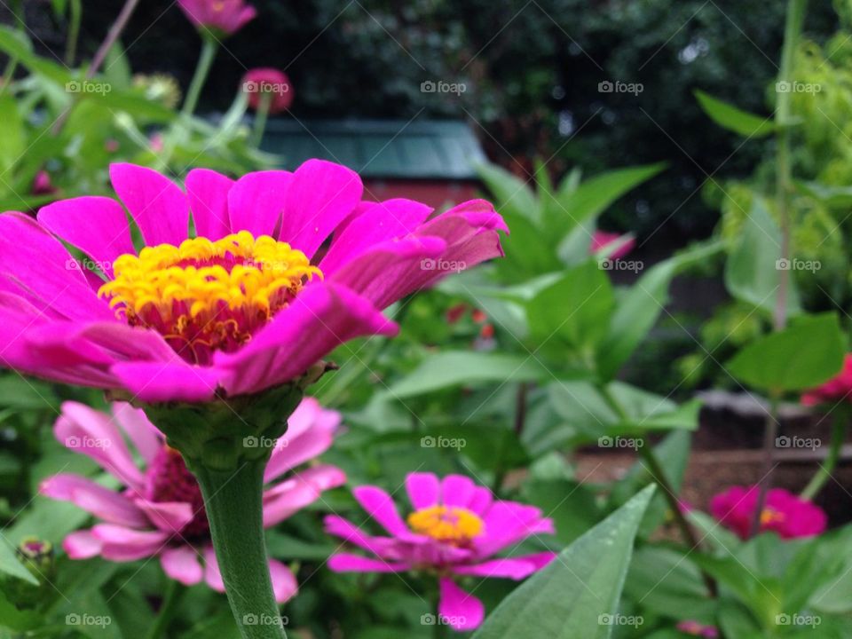 how does your garden grow?