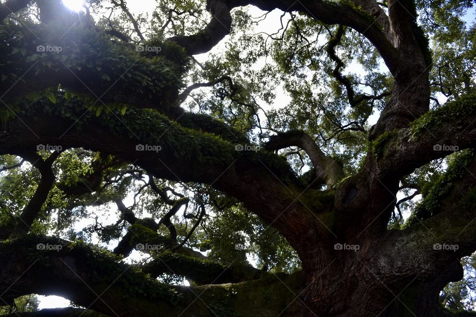 Looking upwards through massive oak branches with sunlight shining through