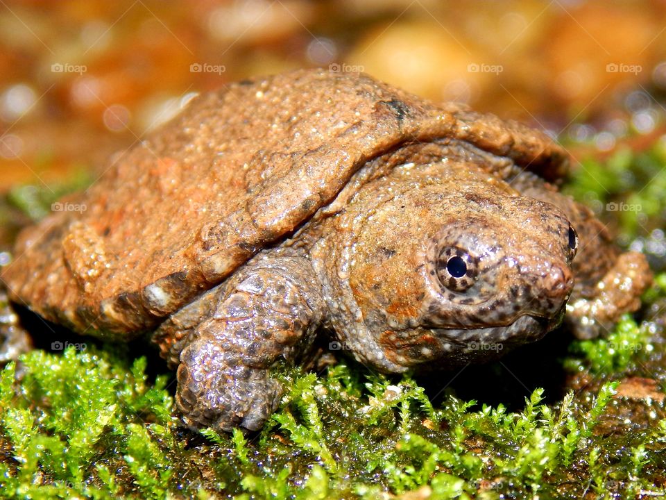 baby snapping turtle on a carpet of moss