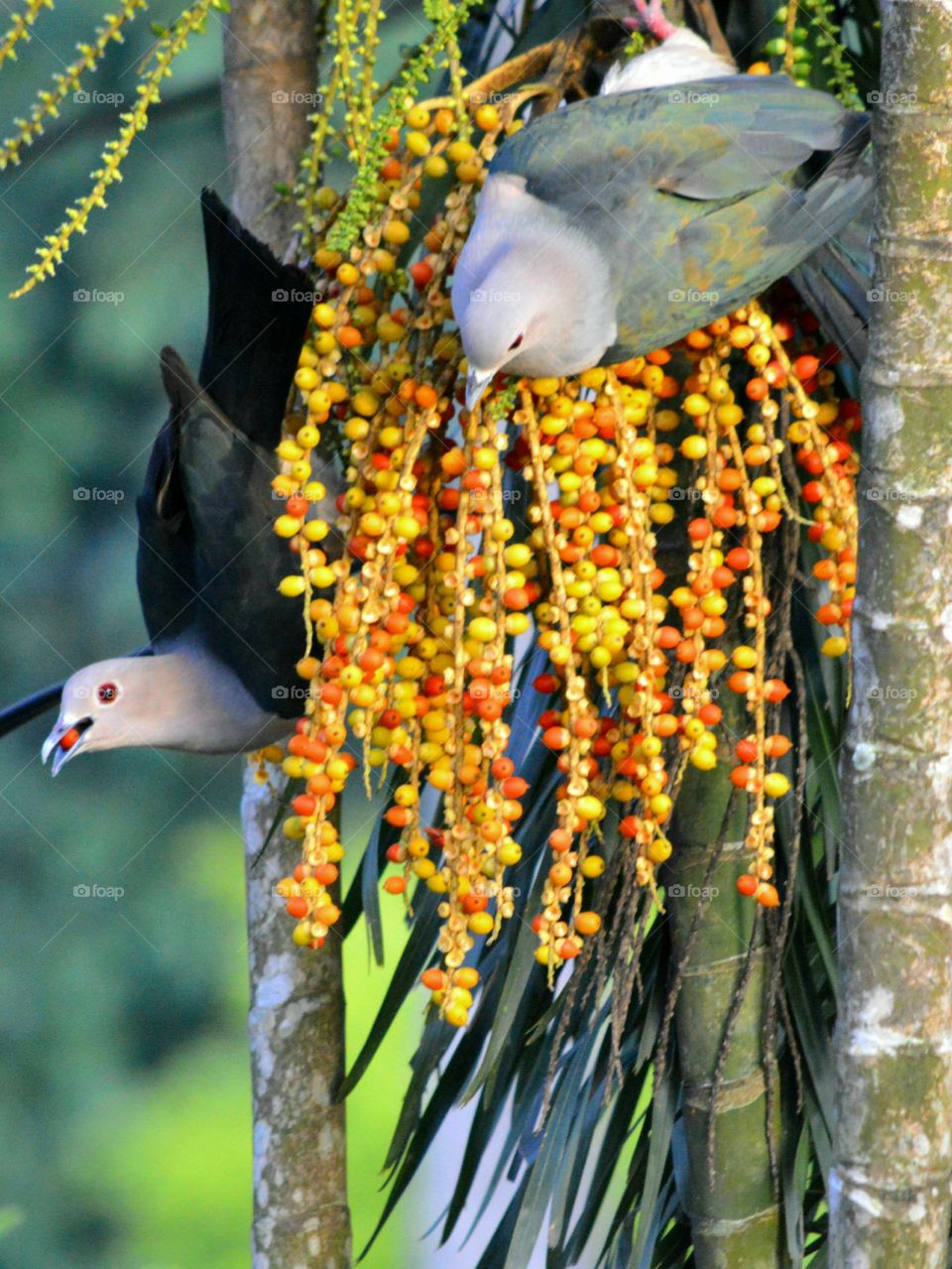 birds eating
 fruits