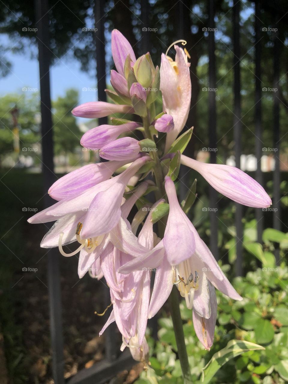 Backyard garden flower bed hosta plant blooming petals neighborhood landscaping summer nature flowers glimmers small moments of happiness