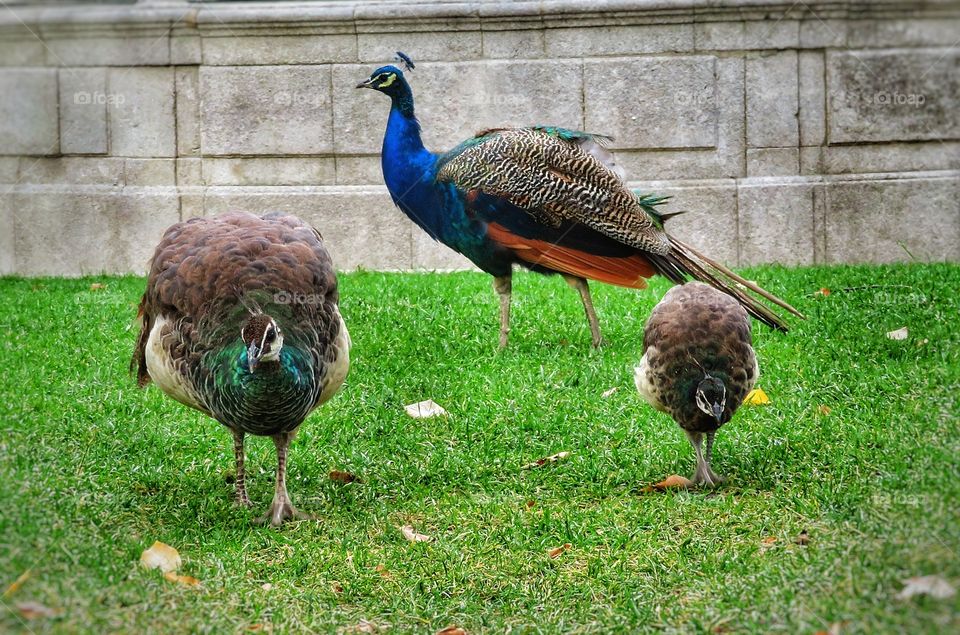 Famille affair Peacocks Porto