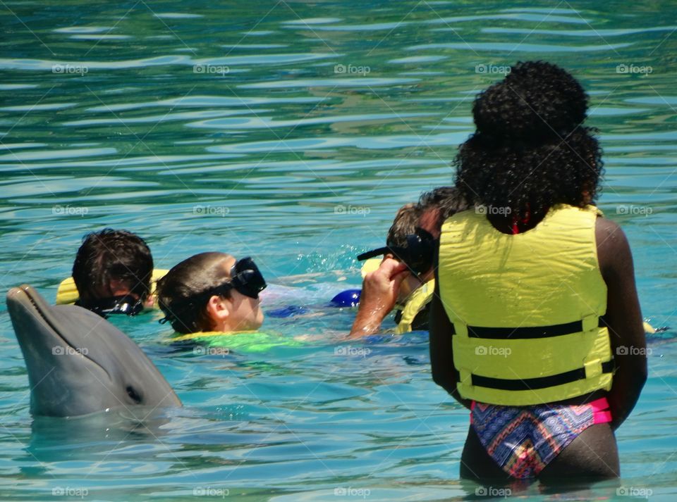 Swimming With Dolphins