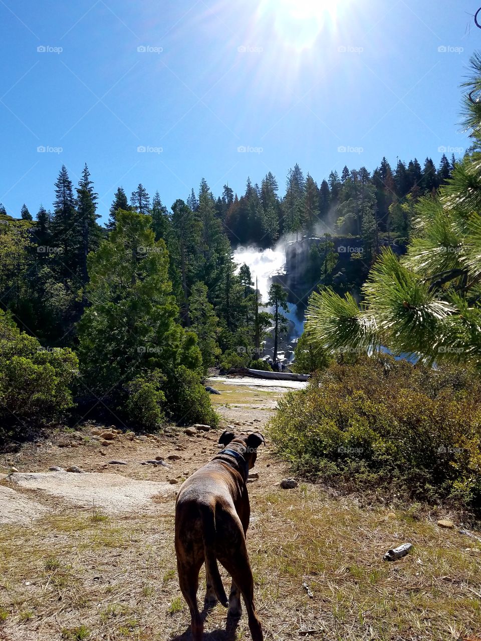 Thor just spotted the waterfall,  ready to check it out!