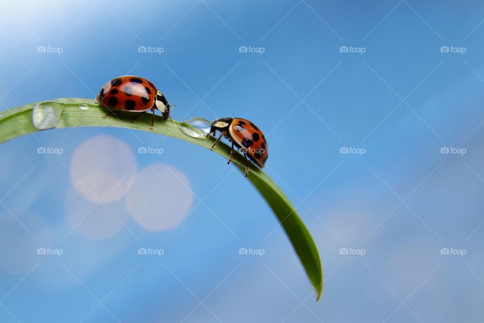 two ladybugs on a blade of grass drink from a drop