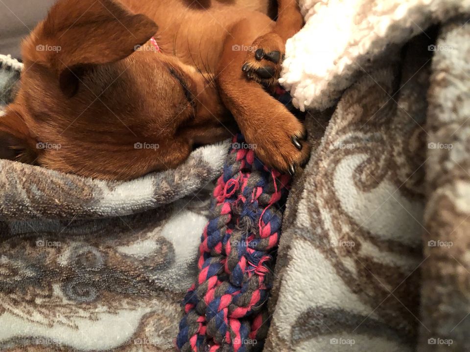 Don’t touch my toy