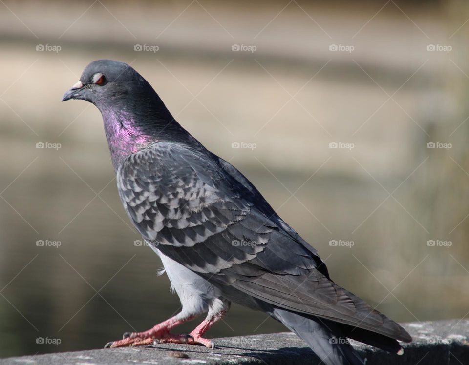 Pigeon on a Railing