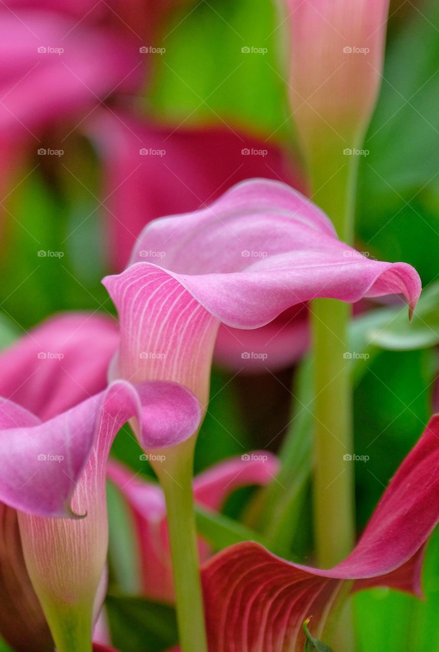 pink flower