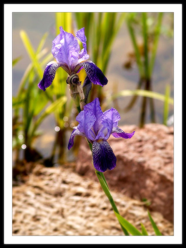 Iris
