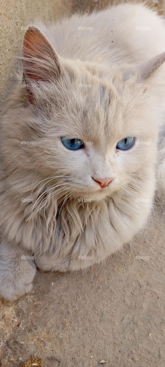 A white cat with wonderful blue eyes is one of the most beautiful and wonderful pets.