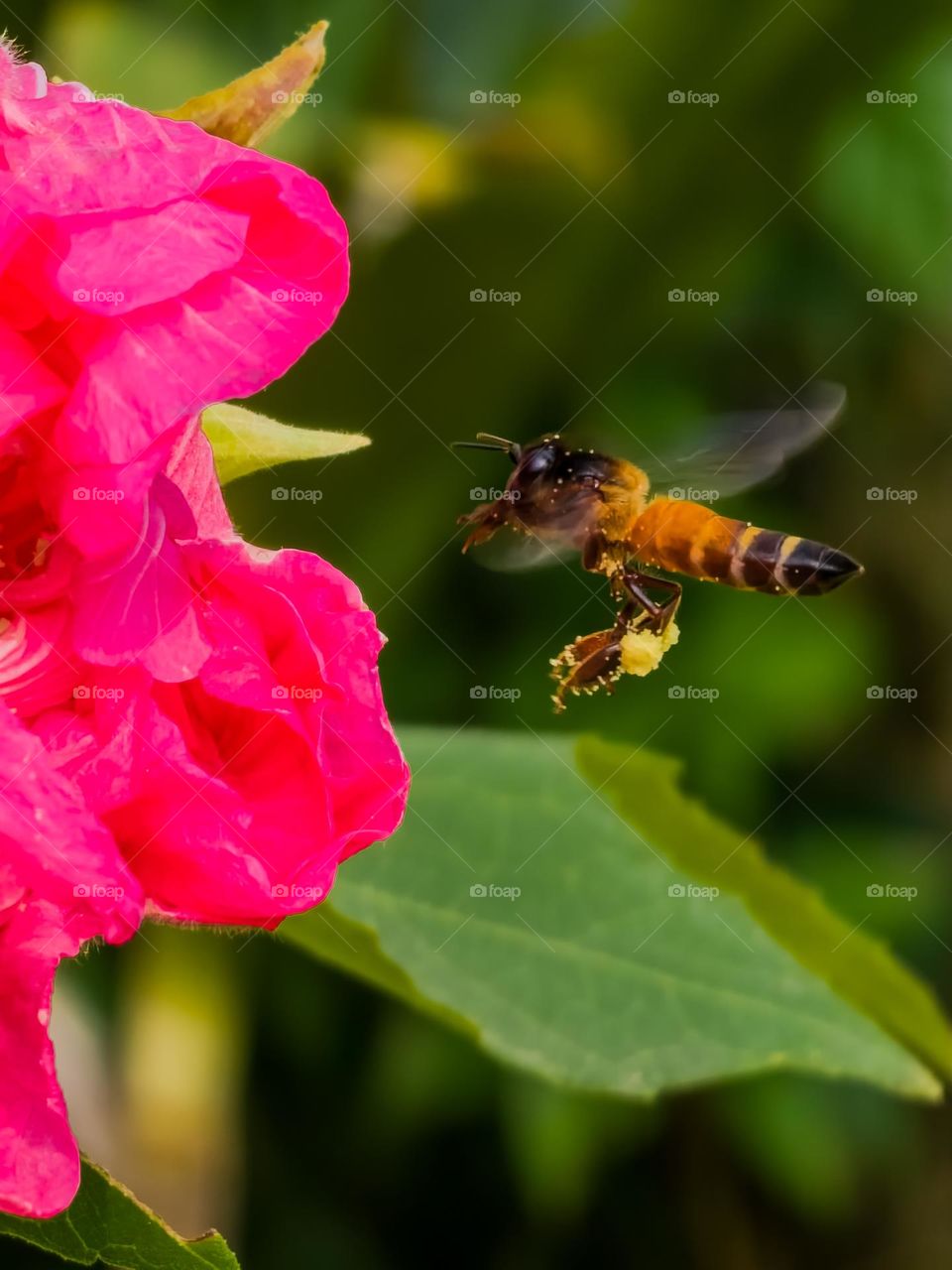 Honeybee soaking up the flower