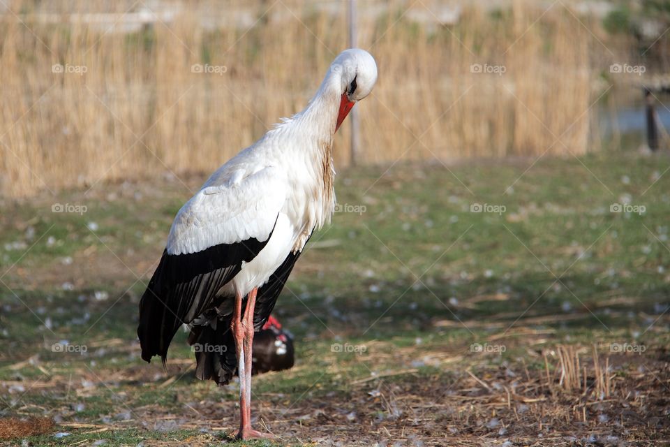 the stork