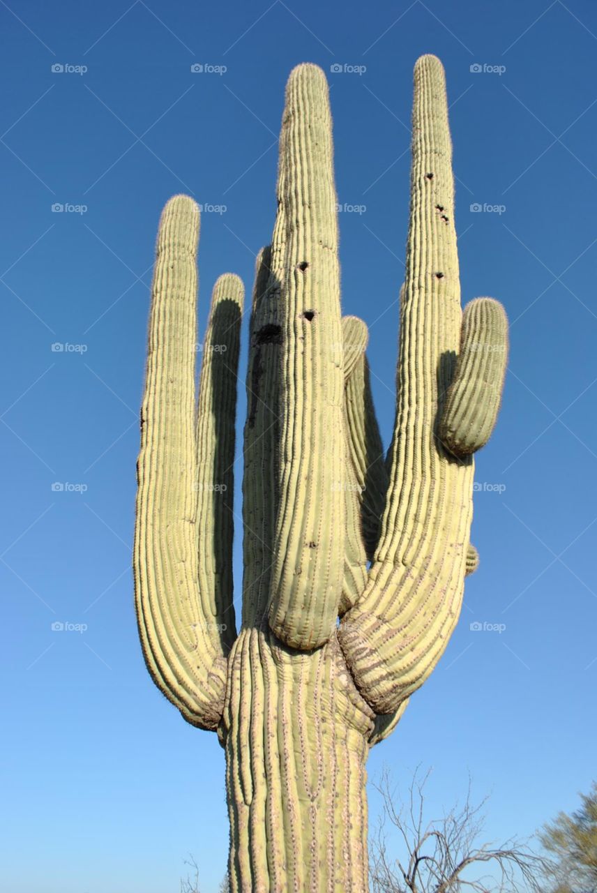 Cactus in Arizona