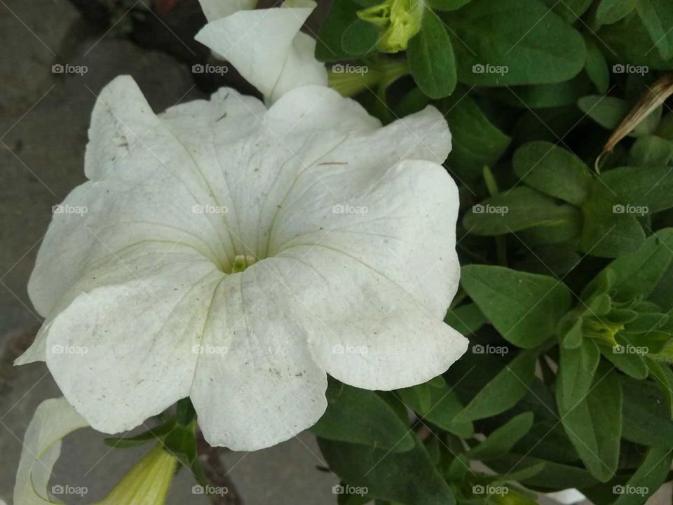 flower garden in india