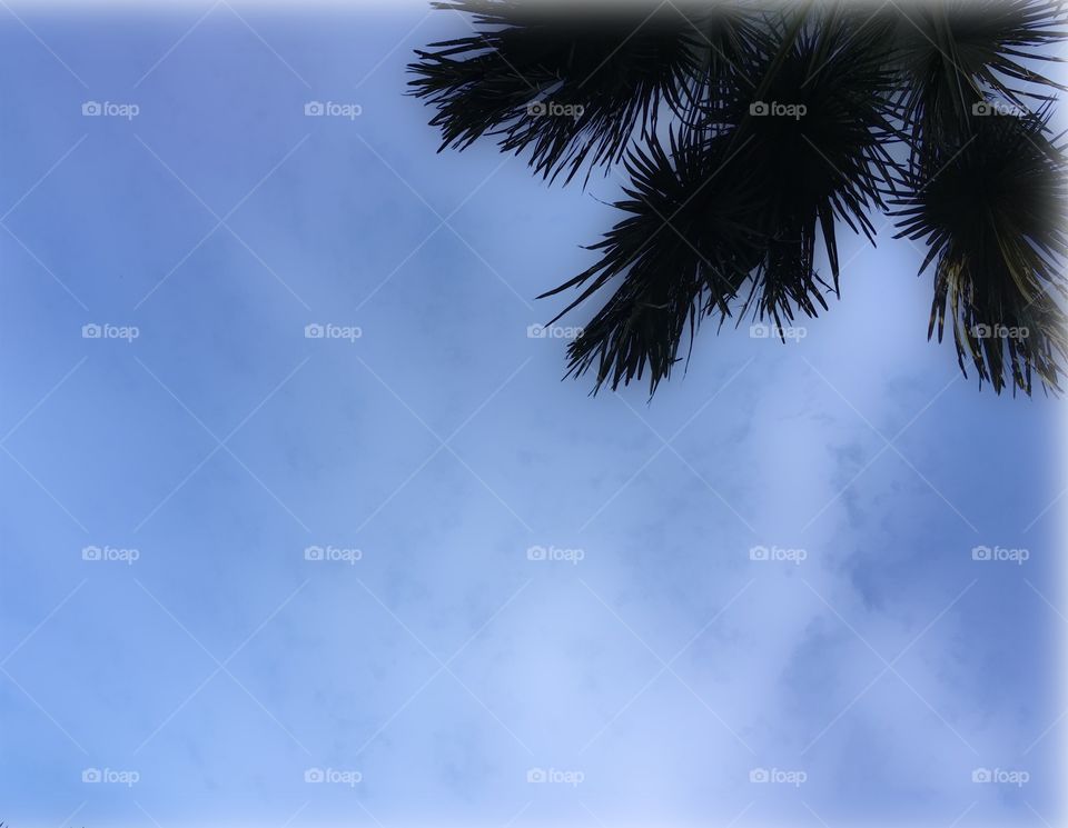 Beautiful branch coconut tree on blue background.