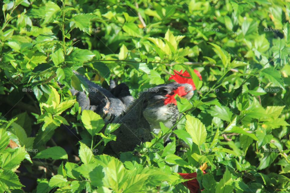 cozumel green plants red by habitatweston