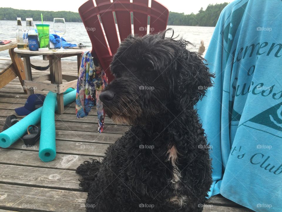 Dog on Dock