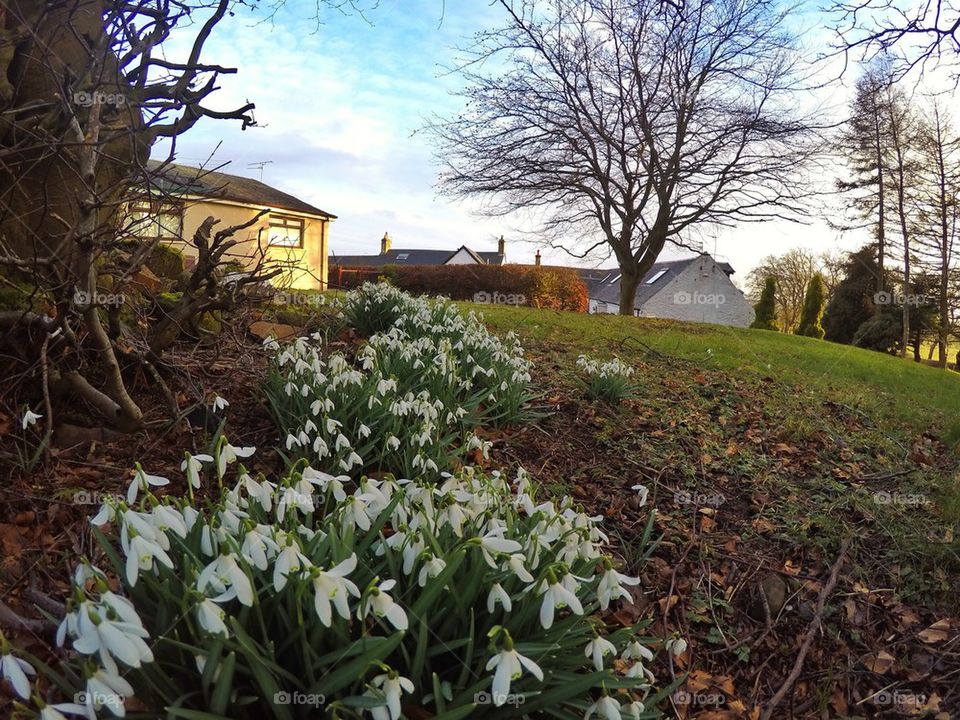 Snowdrops 