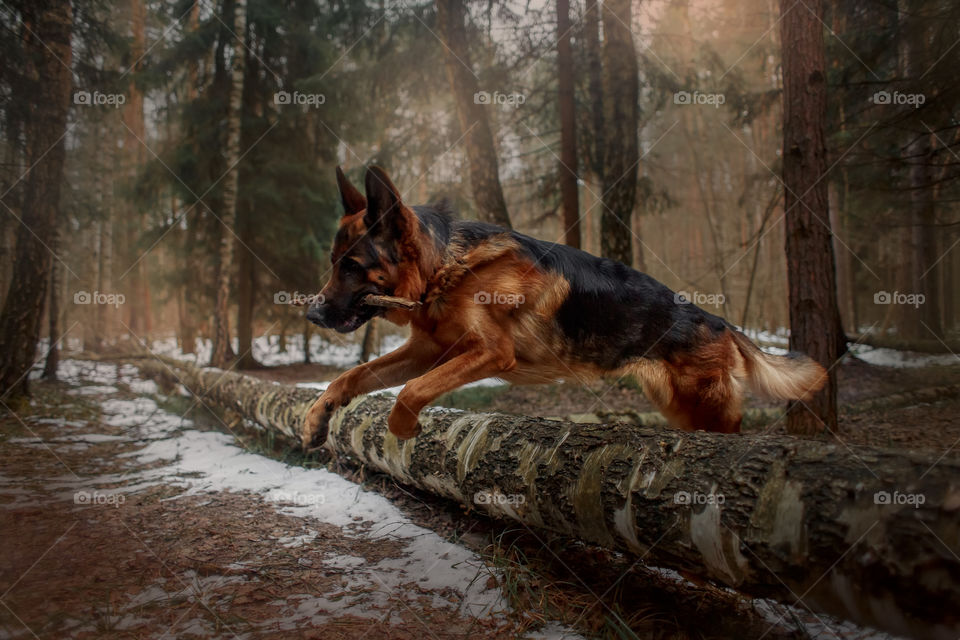 German shepherd dog walking in a winter park 