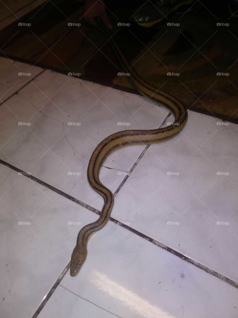 Imagine coming across this on your kitchen floor you'd be terrified right?Funny thing is he was a beautiful yellow and red rat snake and as unbelievable as it is was as tame as ever, never once try to strike but we did give them to a good home in the meantime it was intriguing.