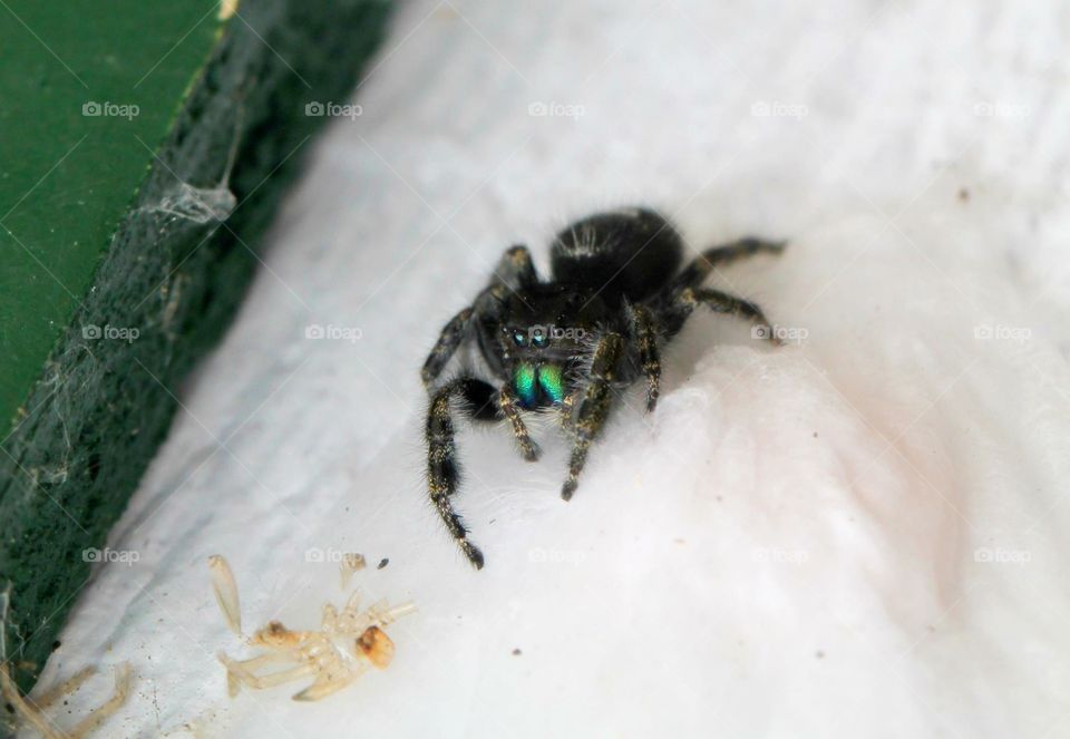 Jumping spider. Jumping spider sitting on a shed