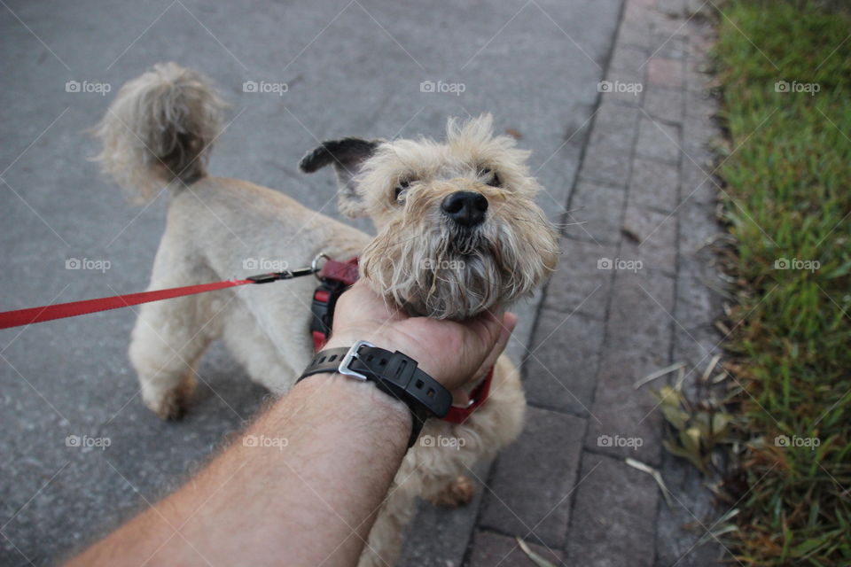 Cute dog walking